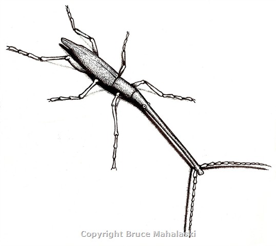 02 -Giraffe Weevil- picture